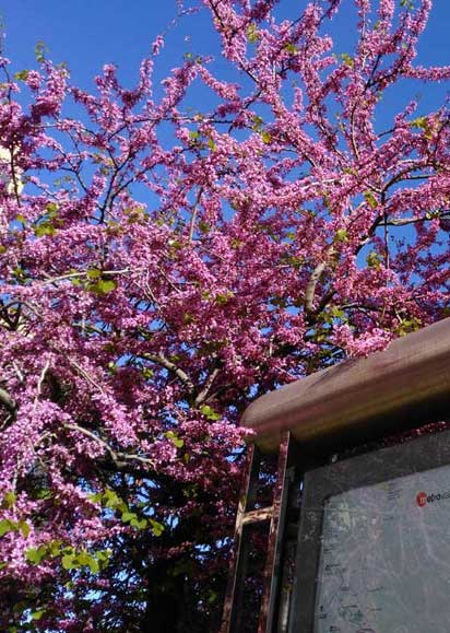 Primavera FGV